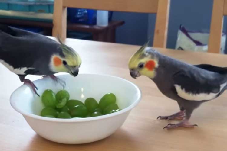 Can Cockatiels Eat Grapes