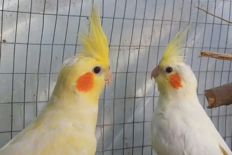 Can Cockatiels Eat Honey