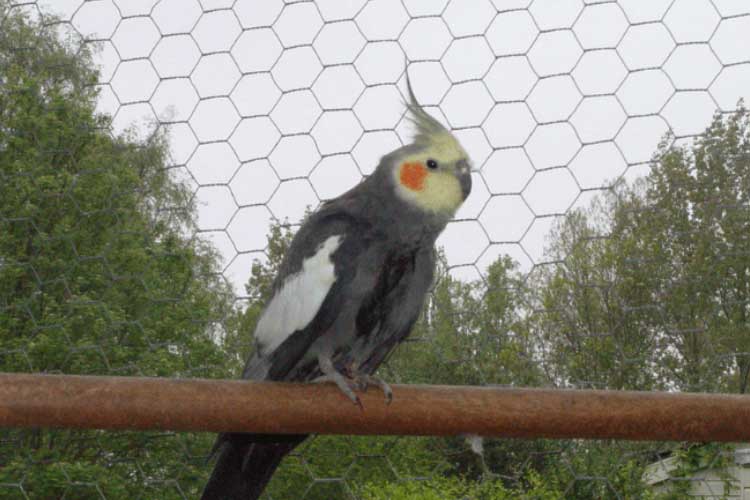 Can Cockatiels Eat Kale