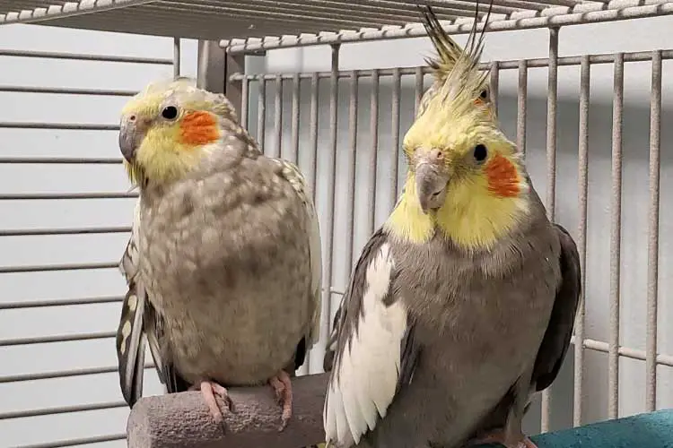 Can Cockatiels Eat Kiwi