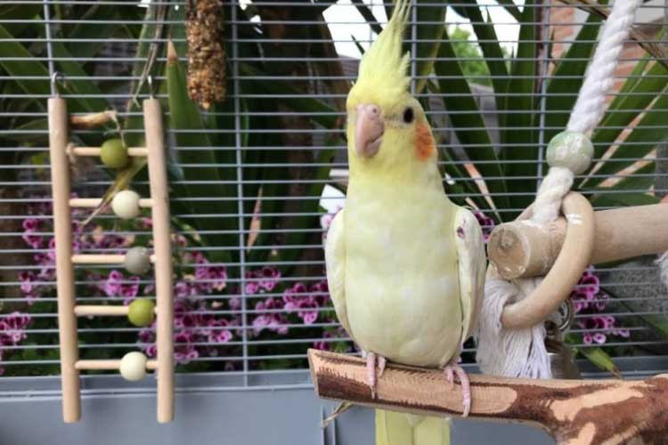 Can Cockatiels Eat Mealworms