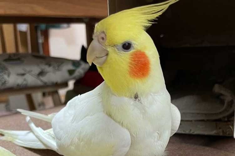 Can Cockatiels Eat Onions