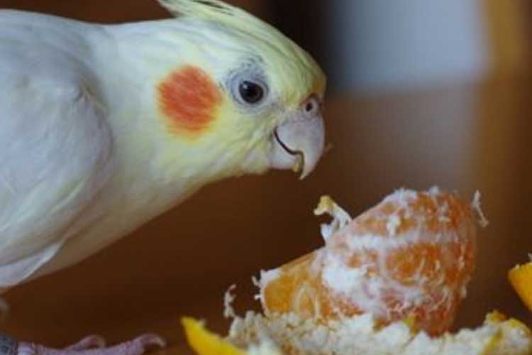 Can Cockatiels Eat Oranges