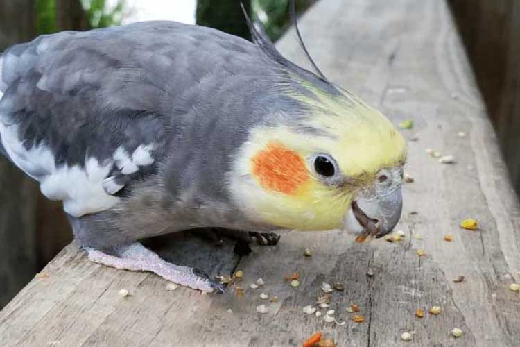 Can Cockatiels Eat Parakeet Food