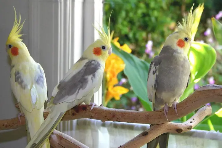 Can Cockatiels Eat Pineapple