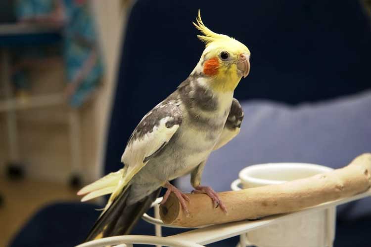 Can Cockatiels Eat Pistachios