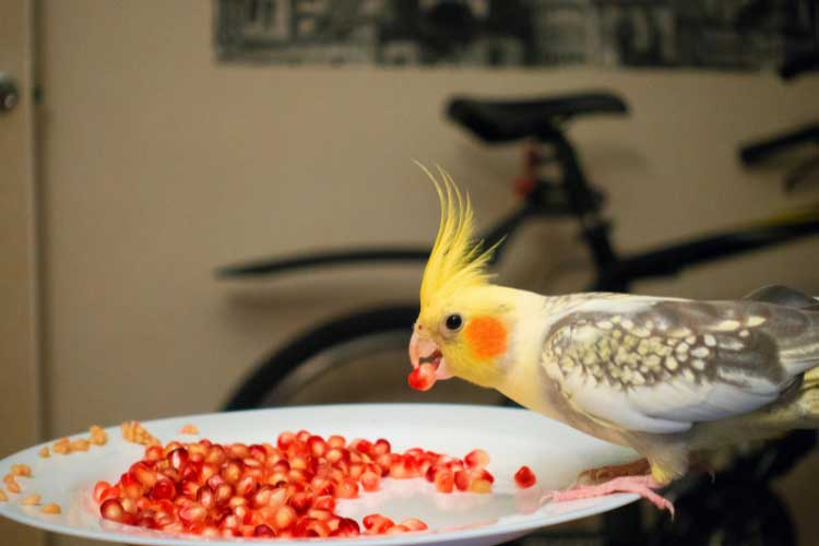 Can Cockatiels Eat Pomegranate