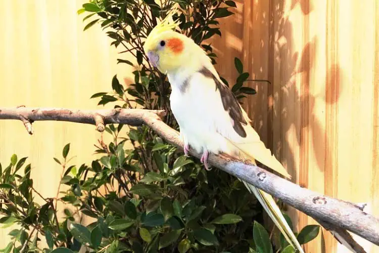 Can Cockatiels Eat Potatoes