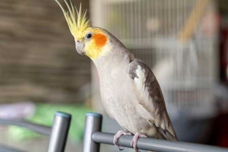 Can Cockatiels Eat Raisins