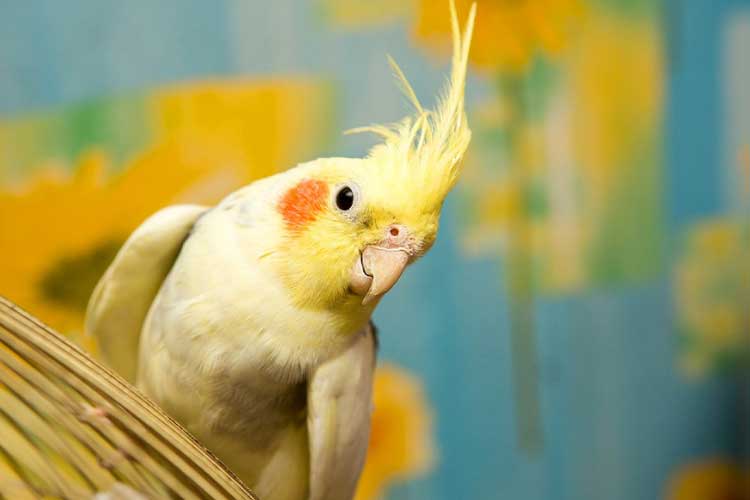 Can Cockatiels Eat Raspberries