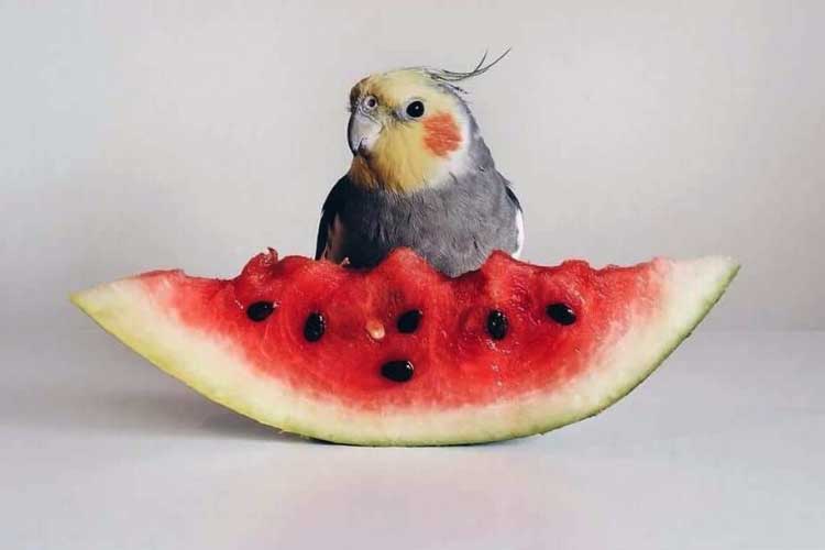 Can Cockatiels Eat Watermelon