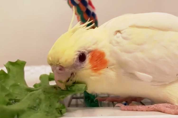 Can Cockatiels Eat Lettuce Is it any good for them?
