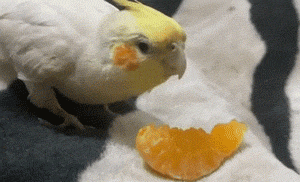 Cockatiels Eat Oranges