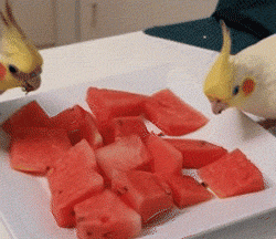 Cockatiels Eat Watermelon