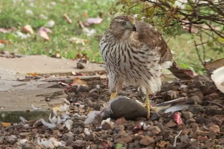 Do Hawks Eat Doves