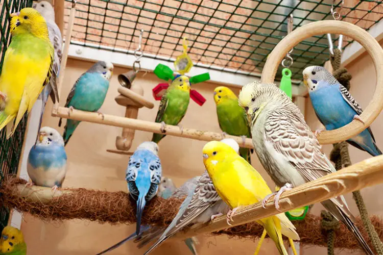Are Budgies Good For Beginners