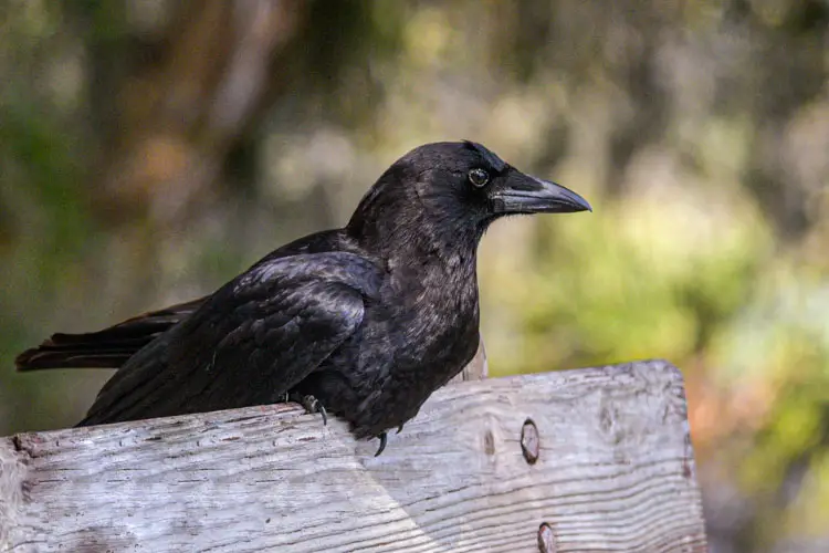 Are Crows Dangerous To Humans, Dogs, Cats
