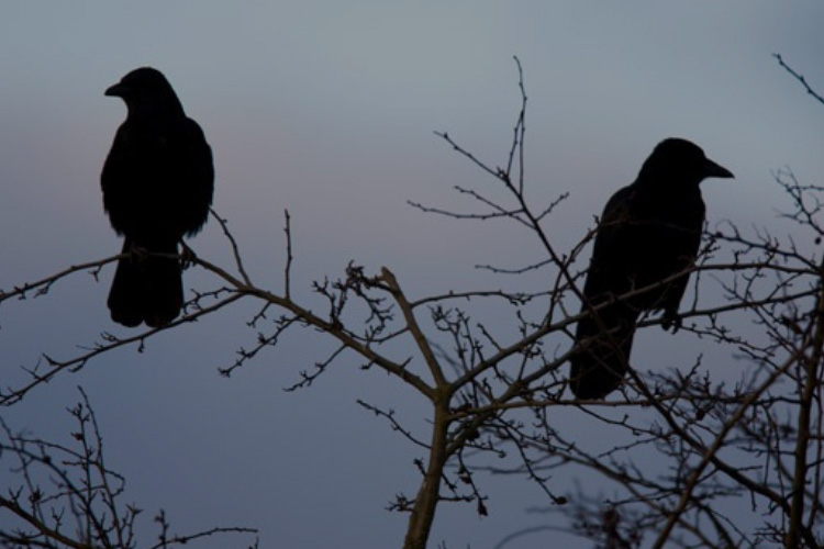 Are Crows Nocturnal