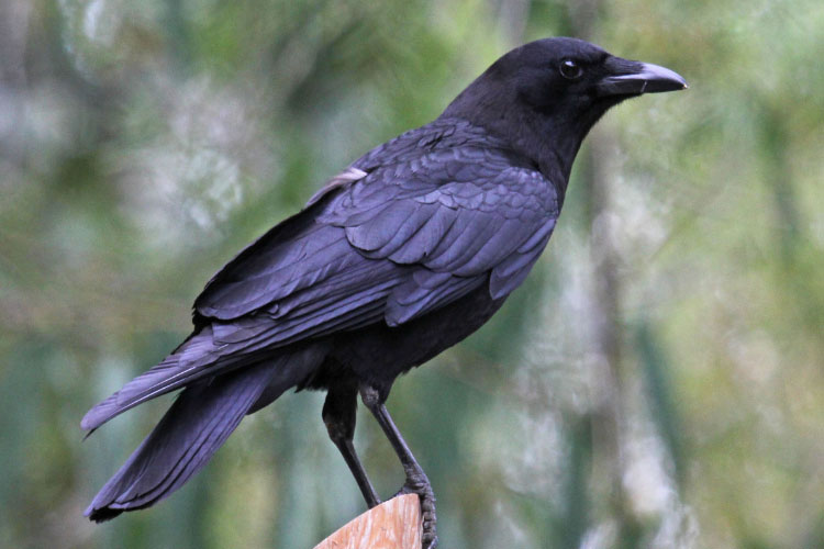 Are Crows Scavengers Or Omnivores Or Carnivores