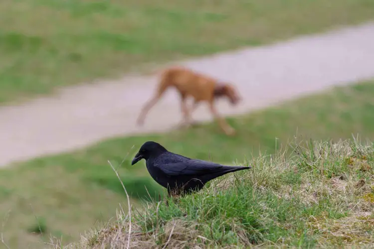 Are Crows Smarter Than Dogs