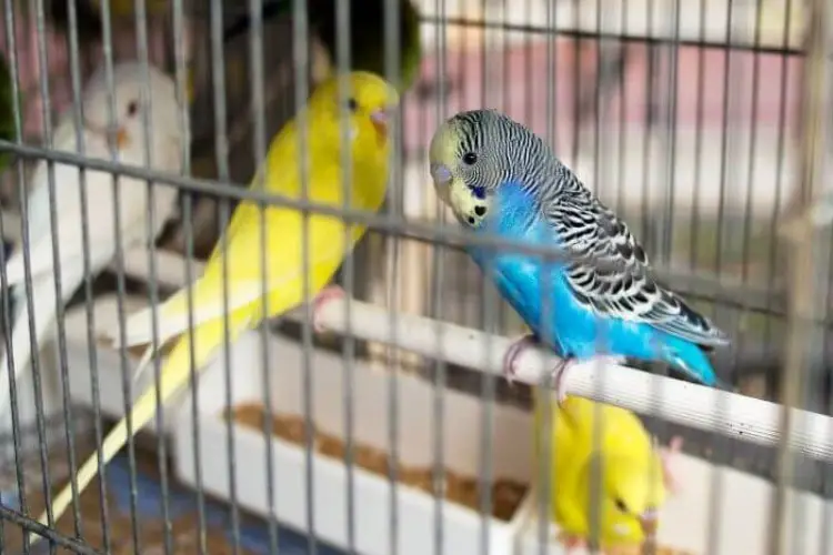 Budgie Attacking Other Budgie