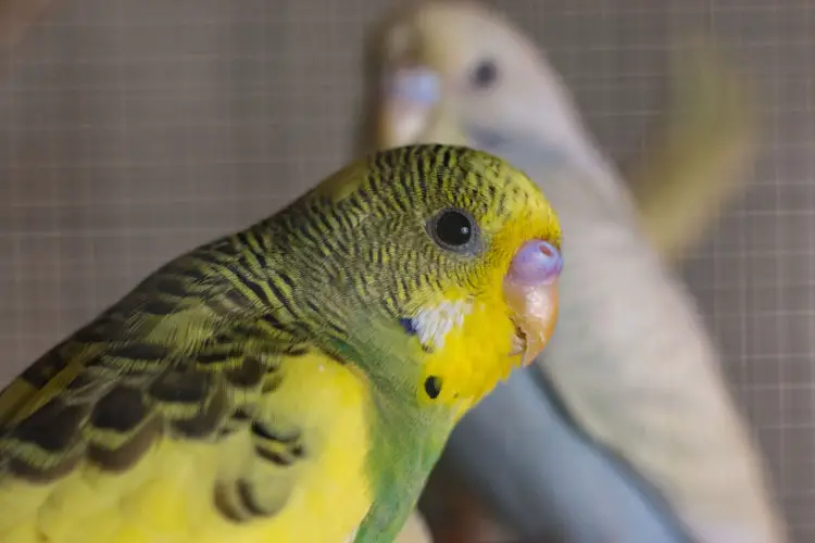 Budgie Beak Discoloration