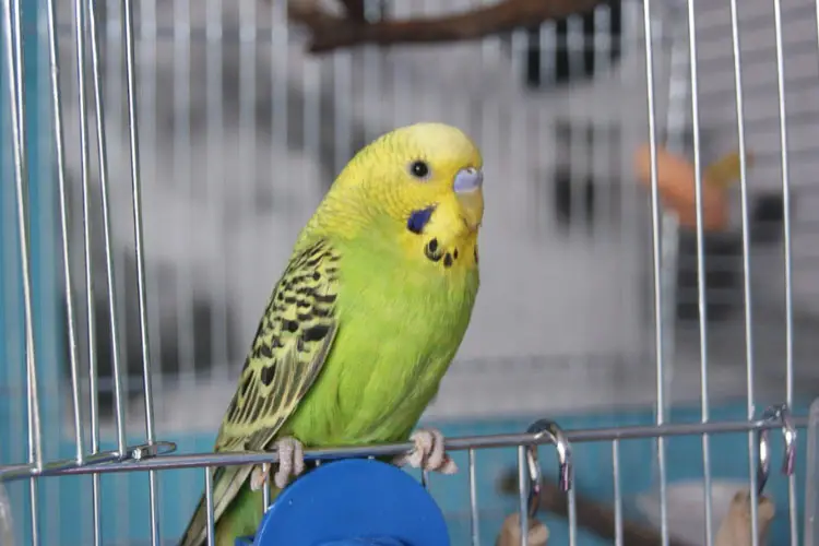 Budgie Bleeding Under Wing