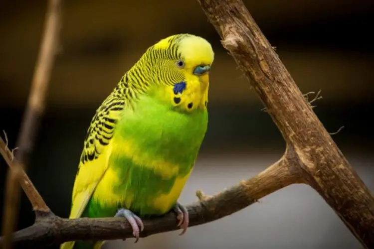 Budgie Head Bobbing Up and Down