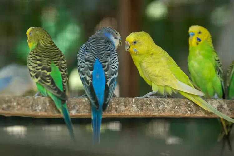 Budgie Rubbing Head on Perch