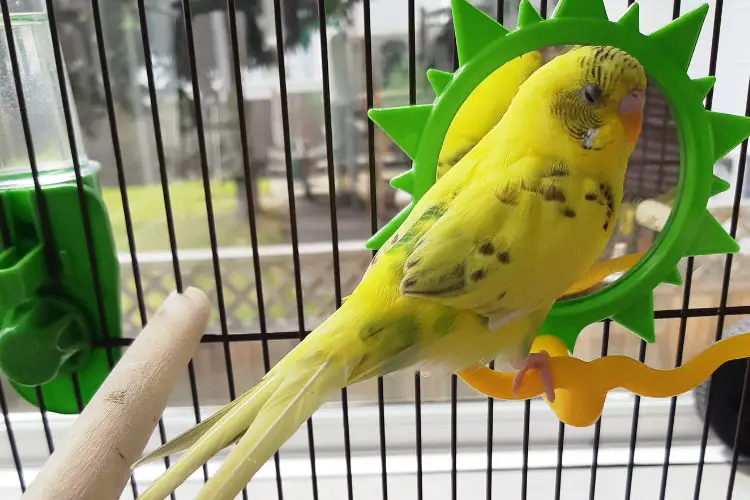 Budgie Tail Bobbing