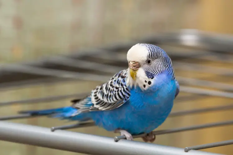 Can Budgies Eat Biscuits