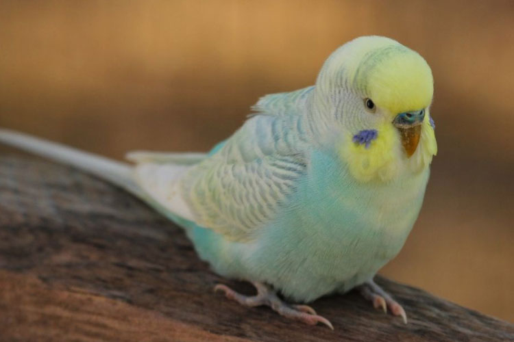 Can Budgies Eat Mango