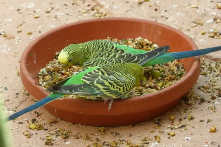 Can Budgies Eat Pineapple