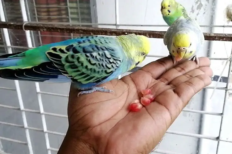 Can Budgies Eat Pomegranate