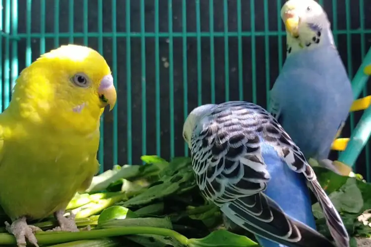 Can Budgies Eat Spinach