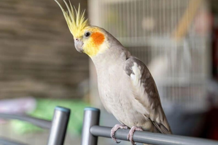 Can Cockatiels Eat Blackberries