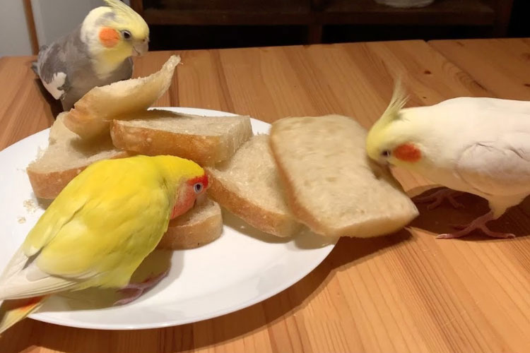 Can Cockatiels Eat Bread