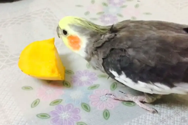 Can Cockatiels Eat Mango