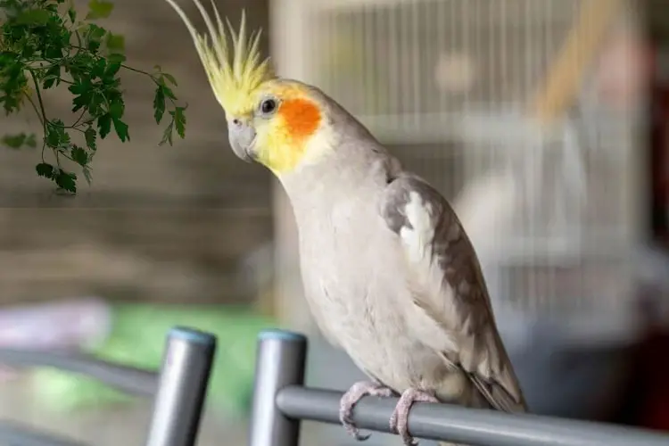 Can Cockatiels Eat Parsley