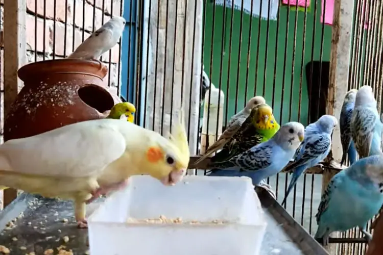 Can Cockatiels Eat Peanuts