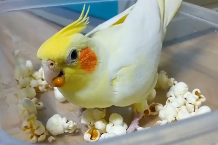 Can Cockatiels Eat Popcorn