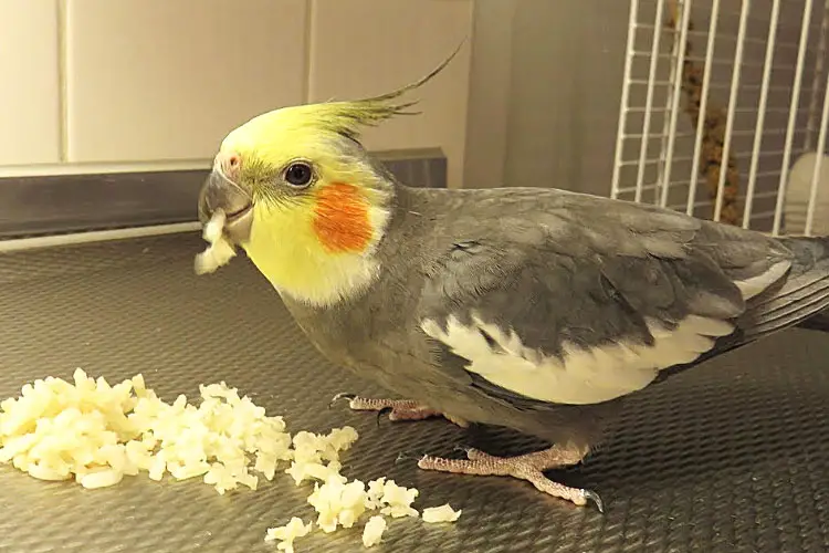 Can Cockatiels Eat Rice