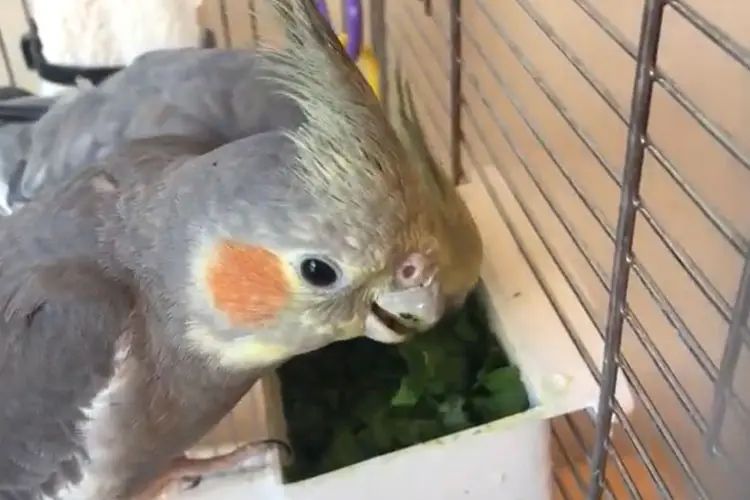 Can Cockatiels Eat Spinach