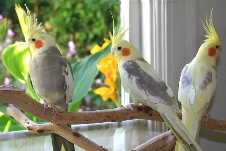 Can Cockatiels Eat Tomatoes