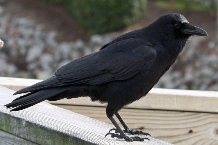 Can Crows Be Trained Like Parrots