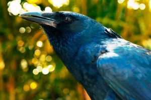 Can Crows Talk? Can They Be Taught To Mimic Human Speech?