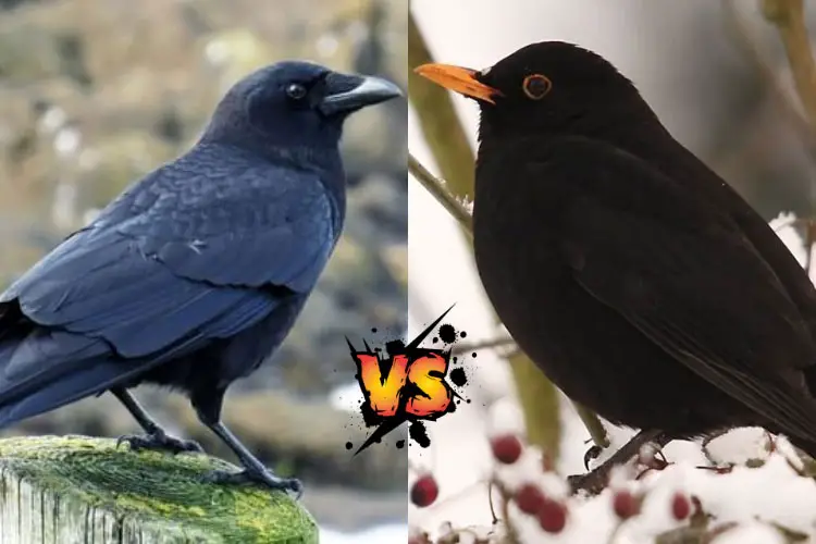 Crow Vs Blackbird