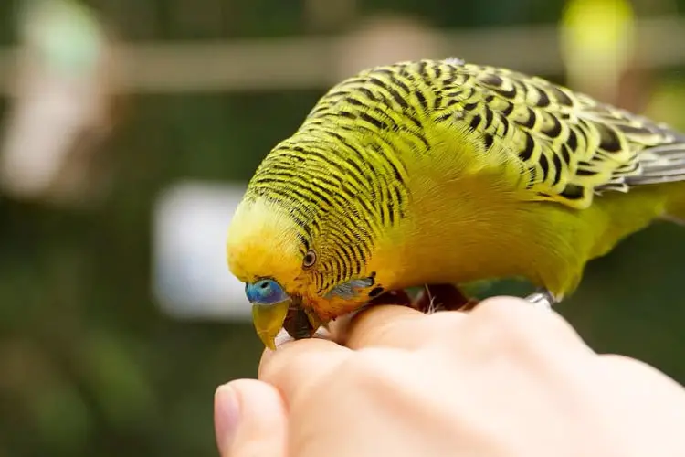 Do Budgies Bite