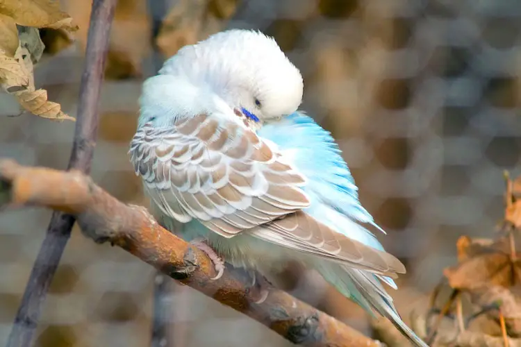 Do Budgies Need Darkness To Sleep