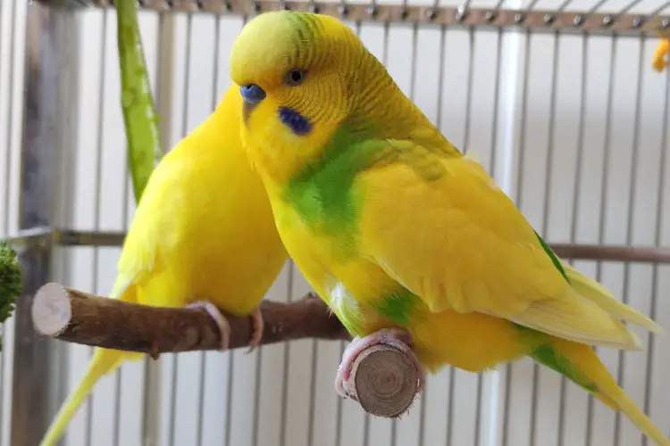 Do Budgies Need Sunlight